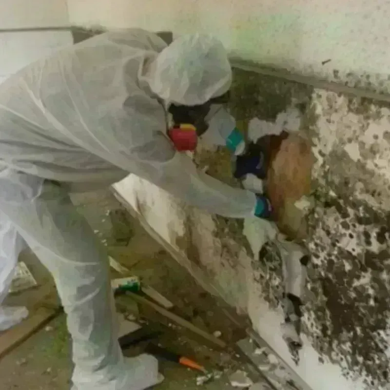 Mold Remediation and Removal in Baltimore Highlands, MD